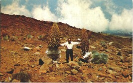 Vintage Haleakala Crater Silversword Bloom Maui Hawaii Mirro Krome Postcard - $5.99