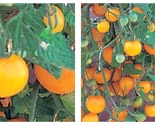 TOP SELLER Tumbling Tom Yellow Cherry Tomato Plant - 2.5&quot; Pot - NEW - £23.57 GBP