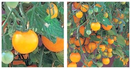 TOP SELLER Tumbling Tom Yellow Cherry Tomato Plant - 2.5&quot; Pot - NEW - £23.64 GBP