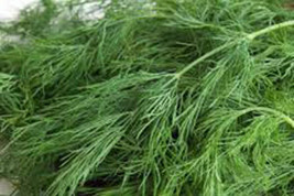 Grow In US Dill Seed Bouquet Heirloom Non Gmo 50 Seeds Herb Fresh Or Dried - $9.13