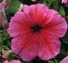 50 Pelleted Petunia Seeds Daddy Strawberry Red Flower Seeds Fresh Garden USA SEL - £18.50 GBP