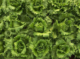 Lettuce Seeds - Crisphead - Salinas - Outdoor Living - Gardening - Free Shippin - £23.29 GBP