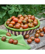 Chocolate Sprinkles Grape Tomato 10 Seeds Fresh Garden - $2.02