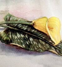Lemon Calla Flower Still Life 1920 Color Plate Print Luther Burbank DWT12D - $13.50