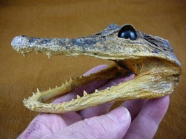 G-Def-280) 4-1/8&quot; Deformed Gator ALLIGATOR HEAD jaw teeth TAXIDERMY weir... - £30.13 GBP