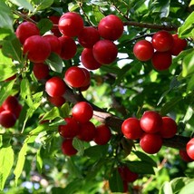 Luscious Cherry Plum Tree Seeds (20 Qty) - Ideal for Juicy Home-Grown Pl... - $3.50