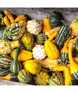 VT Gourd Small Gourd Mix Fun To Grow Novelty Groco 15 Seeds Fast Ship - $9.39
