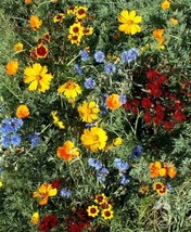 1000 Seeds Wildflower Mix Low Growing Short Flowers W Perennials Grow Easy - £6.71 GBP