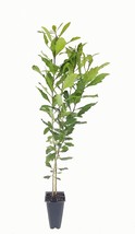 20 starter planty Wax Myrtle Myrica Cerifera Bayberry - $126.84