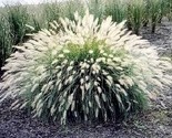 White Fountain Grass Pennisetum Villosum Ornamental Flower 30 Seeds - $5.99