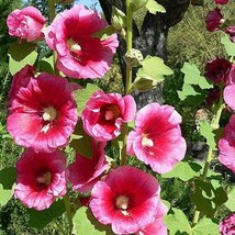 25 Bright Pink Hollyhock Alcea Rosea Flower Seeds Perennial New Fresh Seeds USA - £11.98 GBP