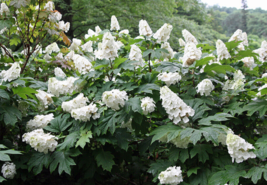 1 Pc 4&quot; Pot White Hydrangea Flowers, Snow Oakleaf Hydrangea Live Plant | RK - £55.39 GBP