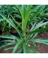 Daun Suji - Dracaena Angustifolia Leaf (Powder), 80 Gram - €16,82 EUR