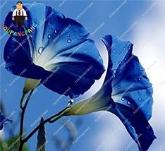 100 Seeds Morning Glory Flowers Bonsai Starblue Bonsais Plantas Patio Po... - $9.81