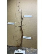 3 year old Golden Rain Tree , Large Yellow flower panicles flowering tre... - $57.44 CAD
