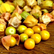 Ground Cherry 50 Seeds Cape Gooseberry Chinese Lantern US Fast Shipping - $2.69