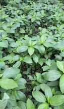 HT 200 Seeds Egyptian Spinach Saluyot Jute Molokhia Fast Grow - $257.58 MXN