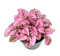 Hypoestes Pink Splash Live Potted House 1 Live Plants Air Purifying - £18.73 GBP