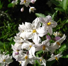 USA Jerusalem Cherry Madeira Winter Solanum Pseudocapsicum Flower 25 Seeds - £8.21 GBP