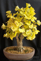 1 Pack 20 Seeds Maidenhair Ginkgo Biloba Tree Seeds Japanese Bonsai Ornamental # - $16.95