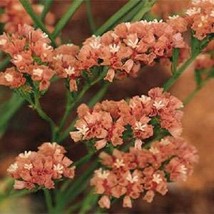 50+ APRICOT STATICE FLOWER SEEDS LONG LASTING ANNUAL DEER RESISTANT - £7.84 GBP