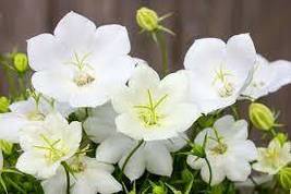 Campanula Carpatica &#39;White Clips&#39; Perennial Flowers - £6.81 GBP