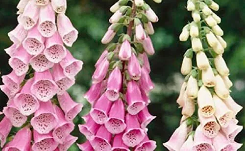 Foxglove Flower Seeds For Planting Over 1000 Seeds Of Mixed Color Foxglove Garde - £15.37 GBP