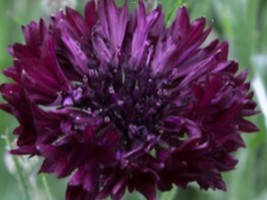 Cornflower Black BELL+100 Seeds+Free Packet Of Cornflowers+Free Garden Tag - £4.71 GBP