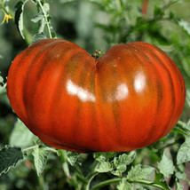 FMG 10 Paul Robinson Tomato Seeds Heirloom Organic Non-Gmo Fast Grow - $215.11 MXN