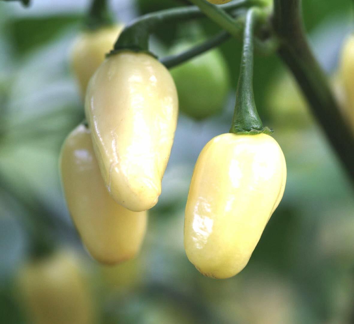Mini White Habanero Pepper Seeds Peruvian Fresh Fast Shipping - $3.78