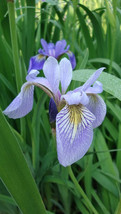 20 Northern Blue Flag Iris Flower Seeds Perennial Iris Versicolor - £13.97 GBP