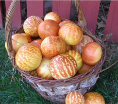 Tigger Tiger Miniature Personal Melon Heirloom Cucumis Melo Seeds - £8.75 GBP