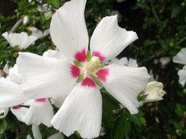 THJAR 20 Red Heart Rose Of Sharon Seeds - Hibiscus Syriacus &quot;&quot; Red Heart &quot;&quot; - £8.49 GBP