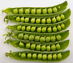 50 Green Arrow Pea Heirloom Shelling English Pisum Sativum Vegetable Seeds USA S - $14.20