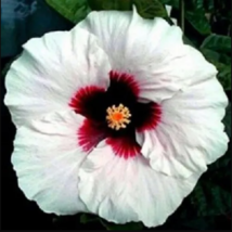 20 White Red Hibiscus Seeds Flowers Flower Seed Perennial - £11.83 GBP