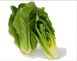 Septh 100 Fresh Heirloom Romaine Lettuce Parris Island Cos Seeds Free Usa Ship - $2.38