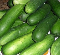 Straight Eight Cucumber Seed  Heirloom Garden Vegetable Seeds 3.0Gr  From US - $10.69