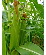 Buhl Sweet Corn - fresh, old-fashioned flavor - $7.13 CAD