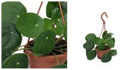 Chinese Money Plant - 4&quot; Mini Hanging Basket - Pilea peperomioides - C2 - £43.70 GBP