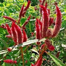 US Seller Bright Red Candlestick Celosia Green Leaves 50 Seeds 4 5 Ft Tall Fast  - $11.48