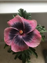 20 Pink Black Hibiscus Seeds Flowers Flower Seed - $10.00