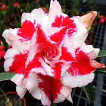 Goodidea BELLFARM Heirloom &#39;Five Stars&#39; Double Adenium Desert Rose Seeds 2pcs - £4.69 GBP