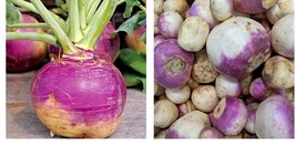 Vagetable Seeds - Purple Top Rutabaga Seeds - Gardening - £13.36 GBP+