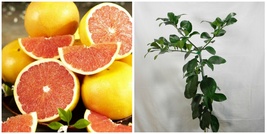 Dwarf Flame Grapefruit Tree - 26-30&quot; Tall, Live Citrus Plant, Gallon Pot - H0 - £132.66 GBP