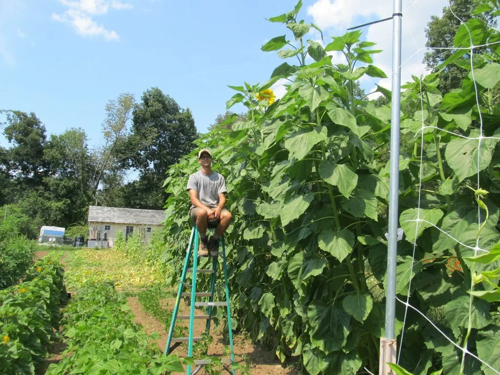 35 Skyscraper Sunflower Seeds 15Ft Tall Giant Mammoth Fun - £9.00 GBP