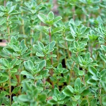 Grow In US 501 Common Thyme Seeds English German Organic Perennial Herb - £7.68 GBP