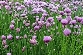 250 Chive Seeds Common Type Non Gmo Fresh From US - £6.52 GBP