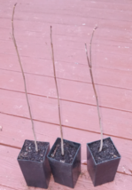 PG (Pee Gee) Hydrangea Shrub/Bush - 12" Tall Seedling - Live Plant - 4" Pot - H0 - $99.99