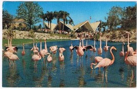 Florida Postcard Tampa Busch Gardens Flamingos Anheuser-Busch  - $2.96