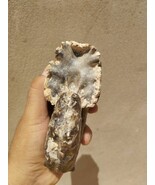 Nice Mammites Nodosoides Ammonite Fossils from Morocco N76 - €49,52 EUR
